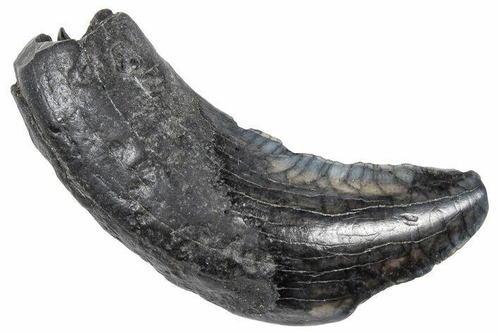 Fossil Llama Canine Tooth - Florida #308249